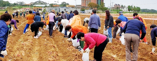 고구마 축제 수확체험 사진