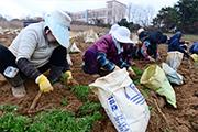 홍성군, 전국 냉이 80% 출하…수확 작업 ‘한창’