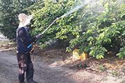 논산농기센터, ‘갈색날개매미충’ 집중 방제