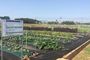 [내포] 기온변화 따른 아열대 작물 재배 연구