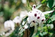 청양군 고운식물원 ‘팥배나무 군락의 꽃 춤사위’