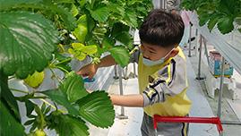 예산 보성초병설유, 딸기 농장 현장체험학습
