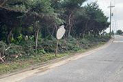 홍성 홍북읍, 방치된 위험 수목 제거
