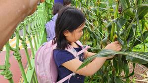 홍성 신당초, 학교 텃밭 옥수수 수확·시식