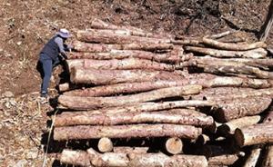 부여군산림조합, 숲 가꾸기사업 운영