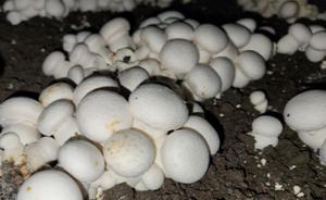 충남농기원, 환절기 버섯 재배사 환경 관리 당부